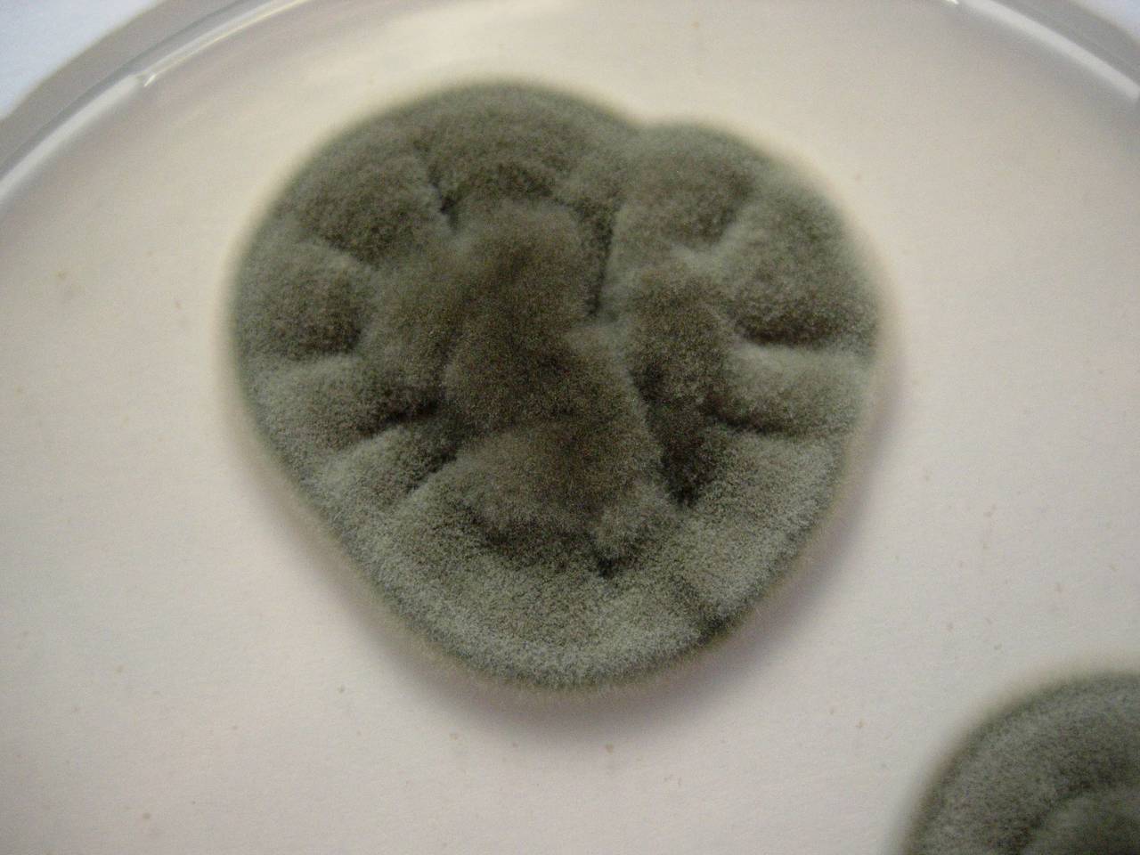 MSU_FS-00313, Район Тан Фу (Tân Phú district), Đồng Nai province (Vietnam)