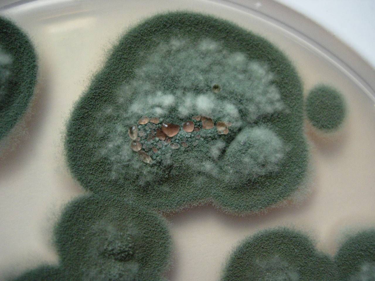 MSU_FS-00363, Район Тан Фу (Tân Phú district), Đồng Nai province (Vietnam)