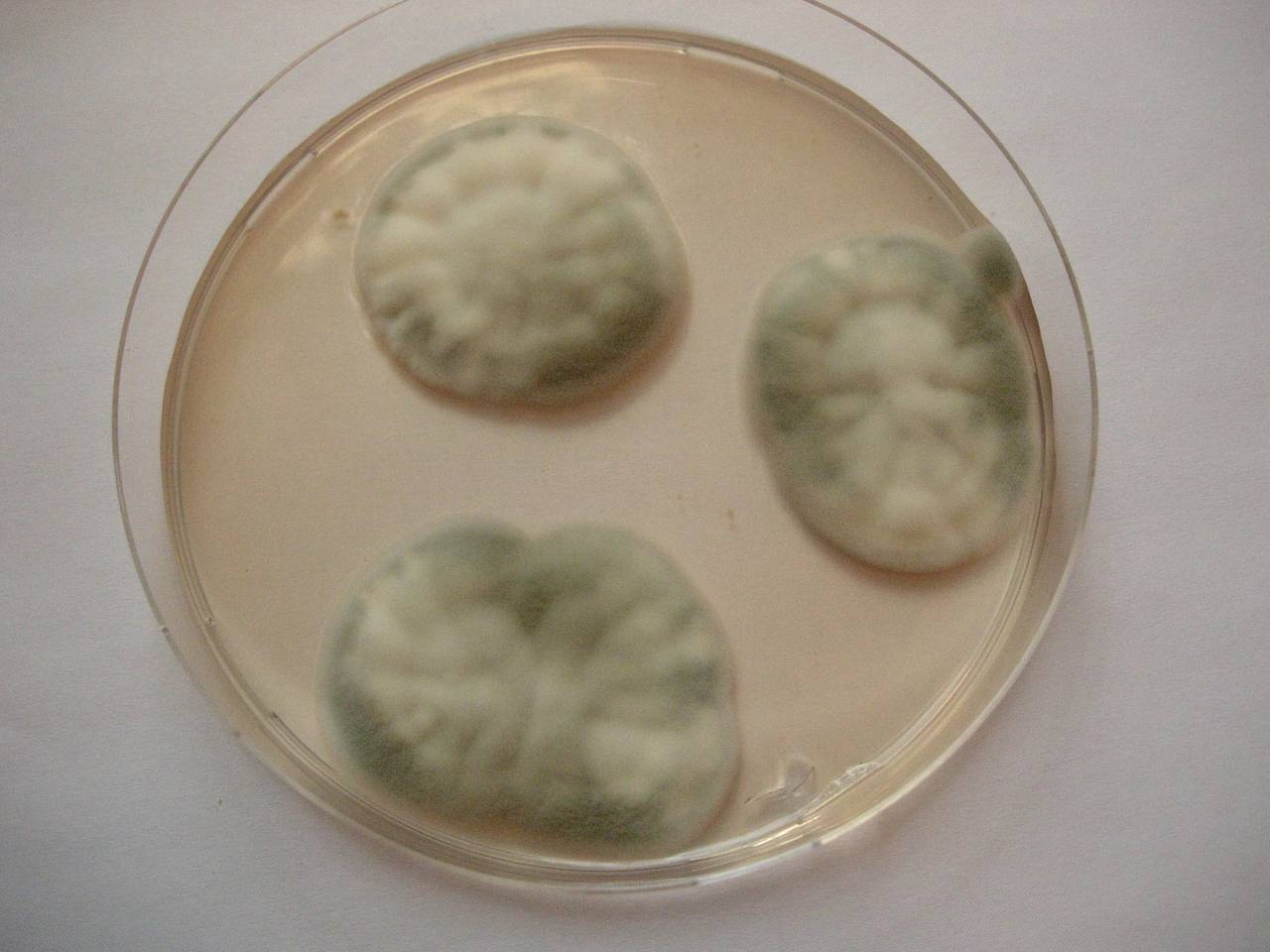 MSU_FS-00367, Район Тан Фу (Tân Phú district), Đồng Nai province (Vietnam)