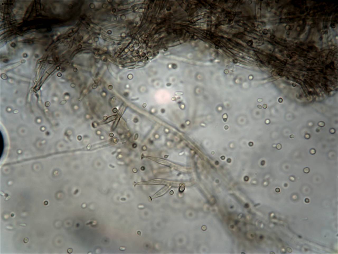 MSU_FS-00868 01, Район Тан Фу (Tân Phú district), Đồng Nai province (Vietnam)