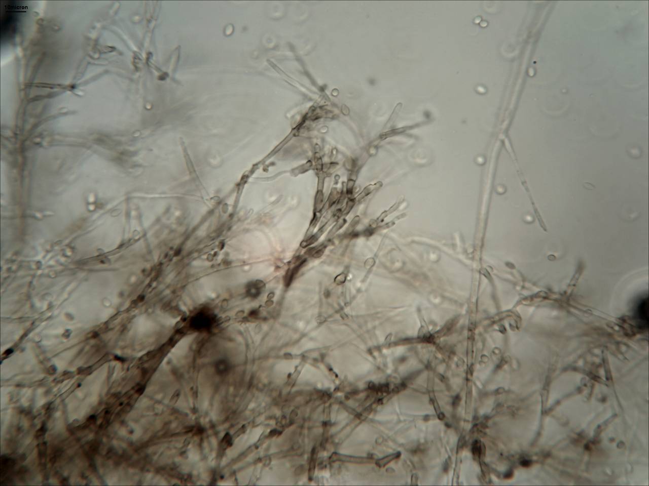 MSU_FS-00879, Район Тан Фу (Tân Phú district), Đồng Nai province (Vietnam)