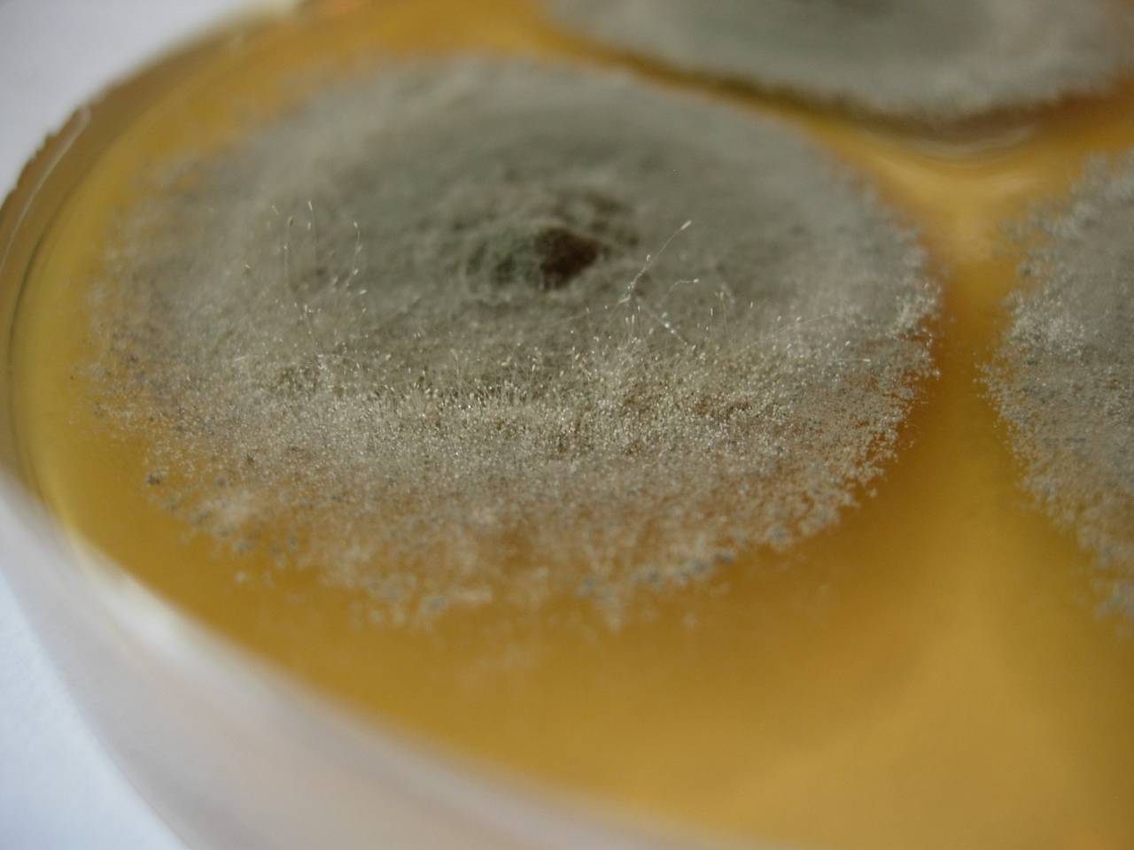 MSU_FS-00893 01, Район Винь Куу (Vĩnh Cửu district), Đồng Nai province (Vietnam)