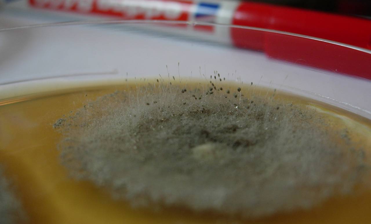 MSU_FS-00893 01, Район Винь Куу (Vĩnh Cửu district), Đồng Nai province (Vietnam)