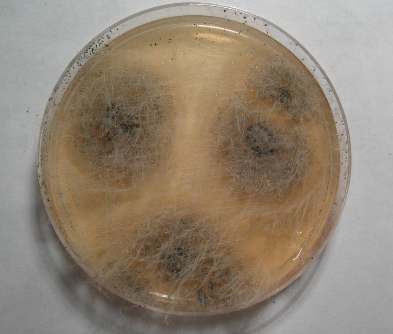 MSU_FS-00893 01, Район Винь Куу (Vĩnh Cửu district), Đồng Nai province (Vietnam)