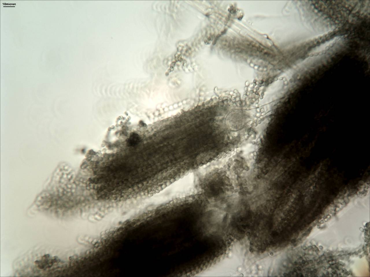 MSU_FS-00893 01, Район Винь Куу (Vĩnh Cửu district), Đồng Nai province (Vietnam)