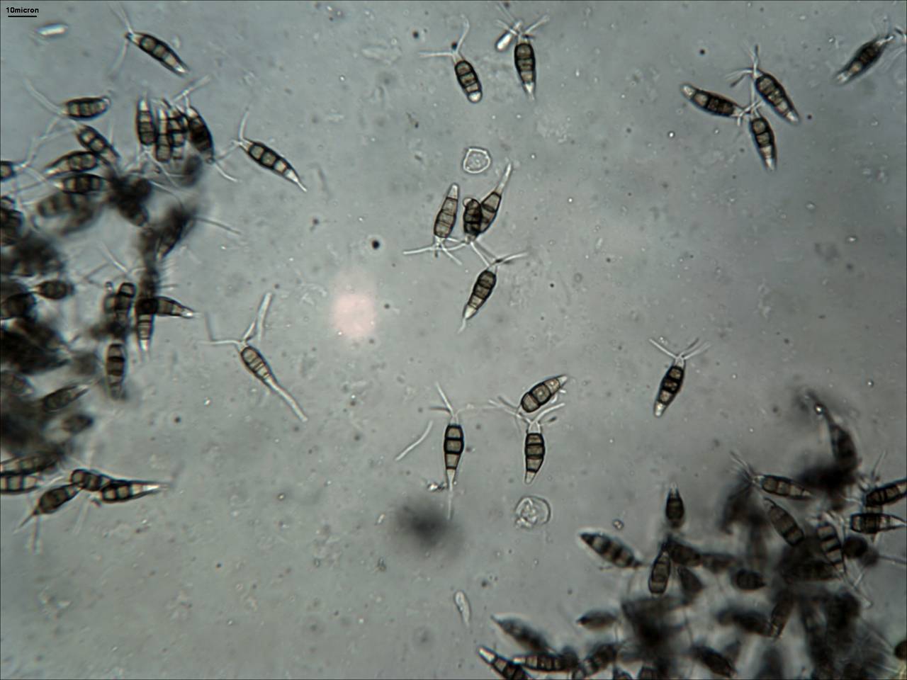 MSU_FS-00960, Район Лак Дыонг (Lạc Dương district), Lâm Đồng province (Vietnam)