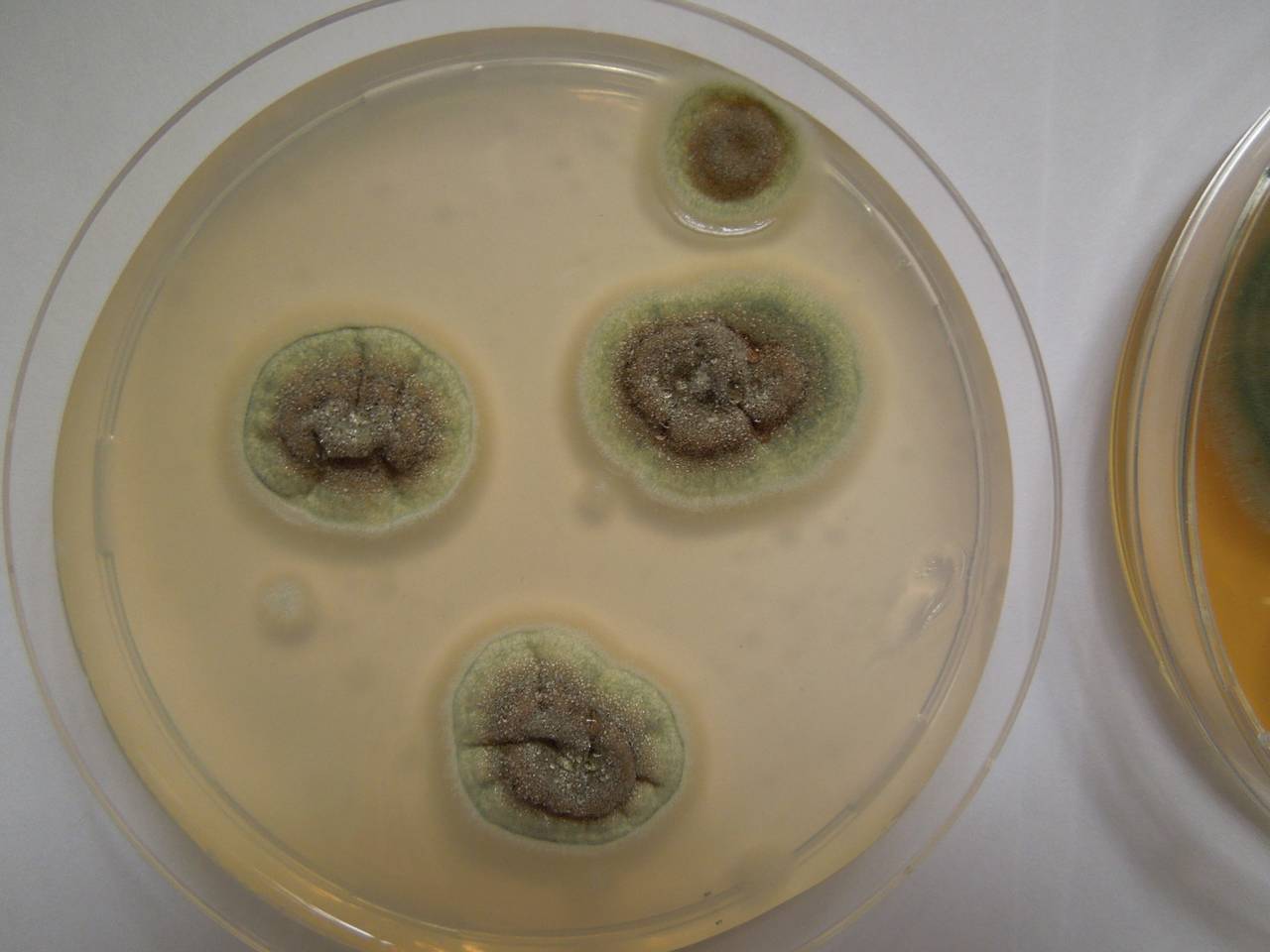 MSU_FS-01224 01, Район Лак (Lắk district), Đắk Lắk province (Vietnam)