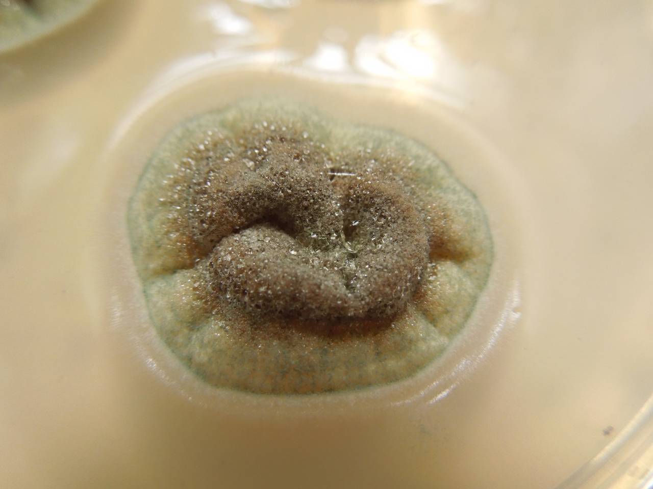 MSU_FS-01224 01, Район Лак (Lắk district), Đắk Lắk province (Vietnam)