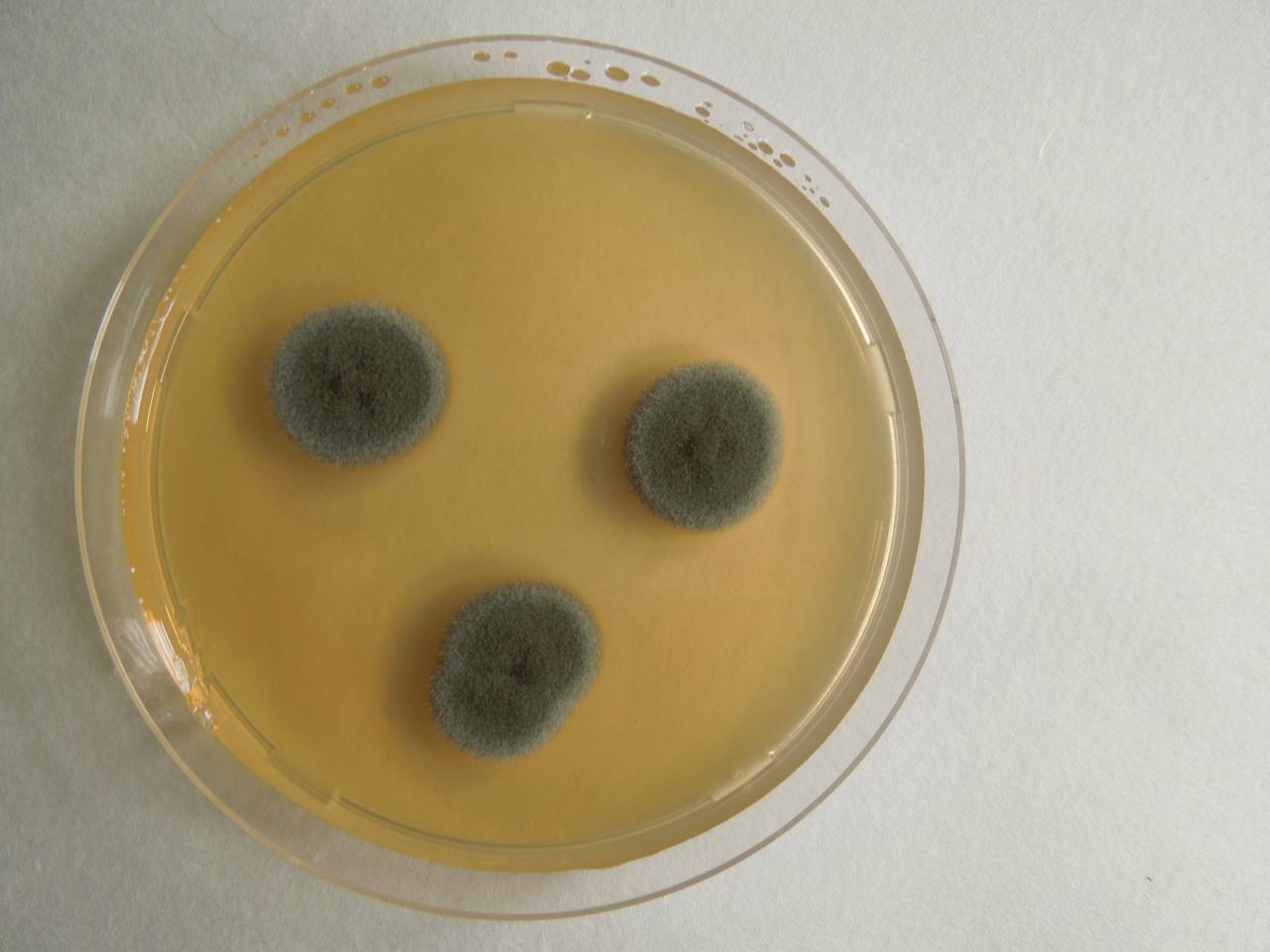 MSU_FS-01253 01, Район Бао Лам (Bảo Lâm district), Lâm Đồng province (Vietnam)