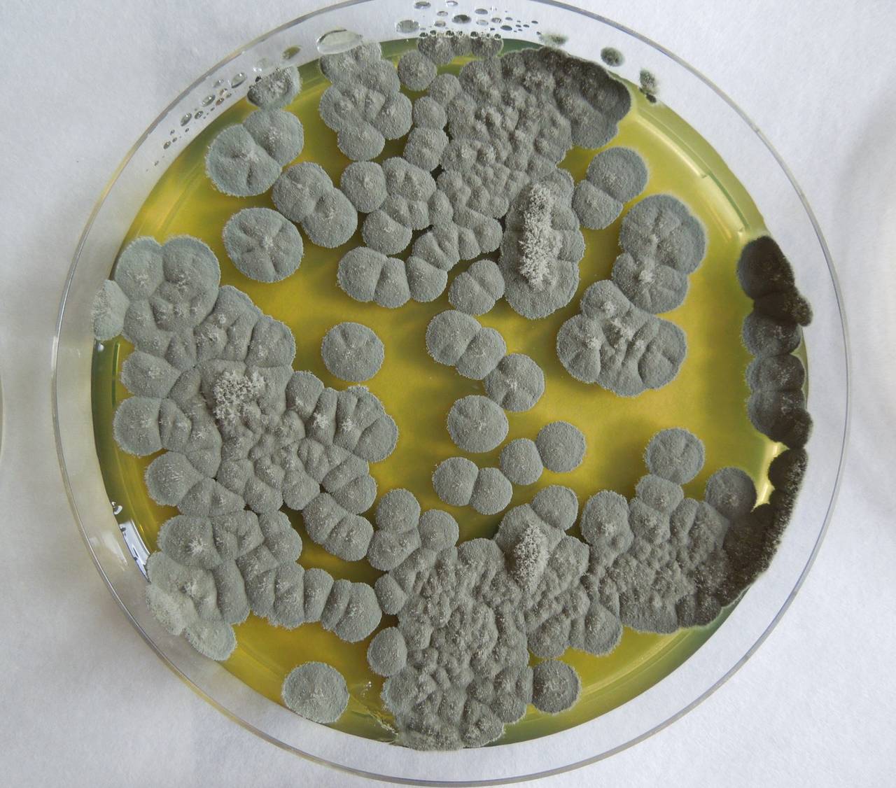 MSU_FS-01270 01, Район Бао Лам (Bảo Lâm district), Lâm Đồng province (Vietnam)