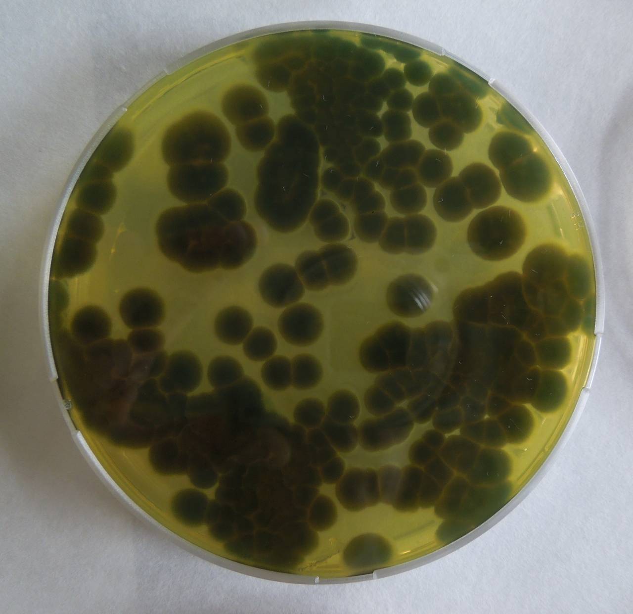 MSU_FS-01270 01, Район Бао Лам (Bảo Lâm district), Lâm Đồng province (Vietnam)