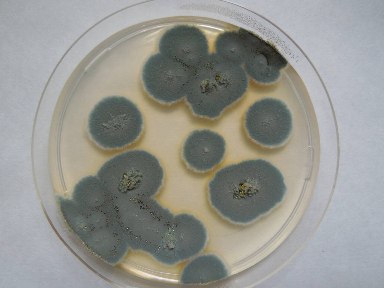 MSU_FS-01281 01, Район Лак (Lắk district), Đắk Lắk province (Vietnam)