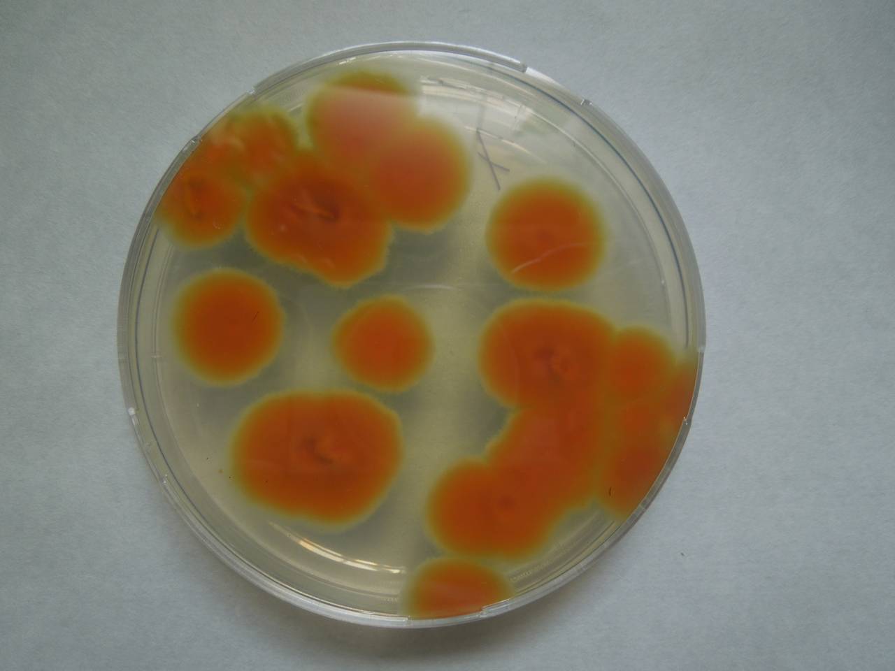 MSU_FS-01281 01, Район Лак (Lắk district), Đắk Lắk province (Vietnam)