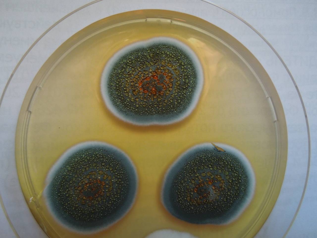 MSU_FS-01286 01, Район Лак (Lắk district), Đắk Lắk province (Vietnam)