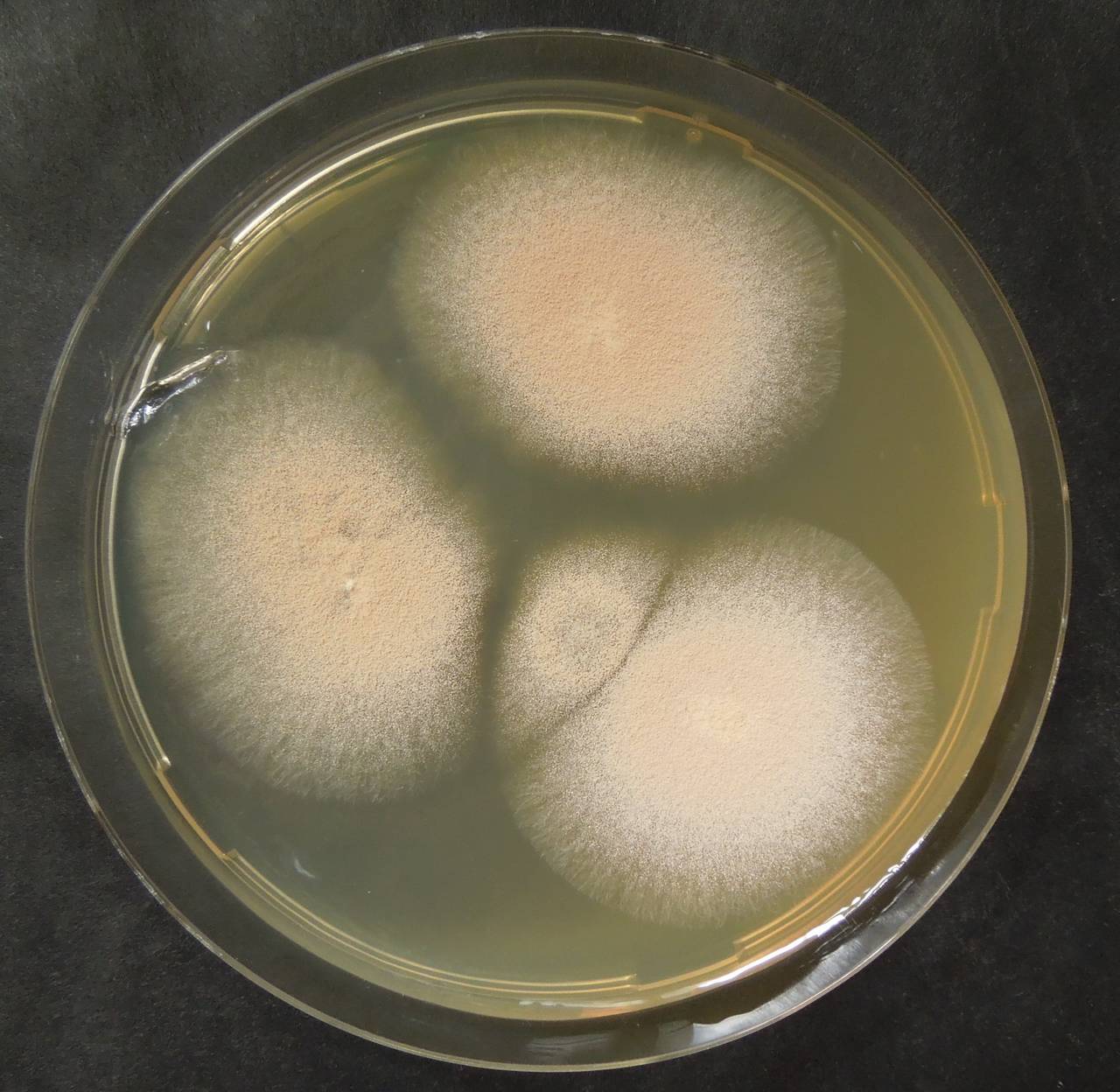 MSU_FS-01299 01, Район Лак (Lắk district), Đắk Lắk province (Vietnam)