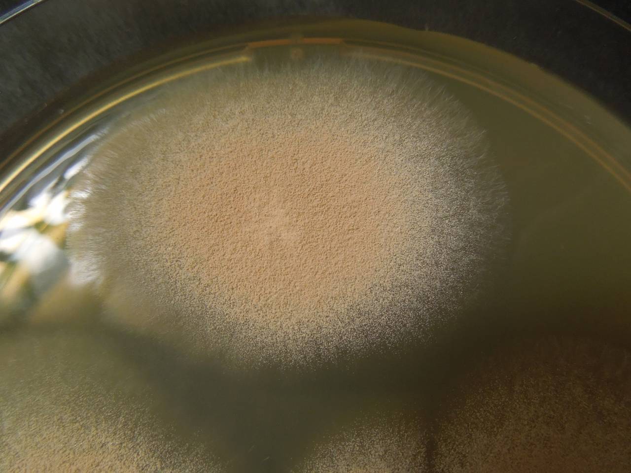 MSU_FS-01299 01, Район Лак (Lắk district), Đắk Lắk province (Vietnam)