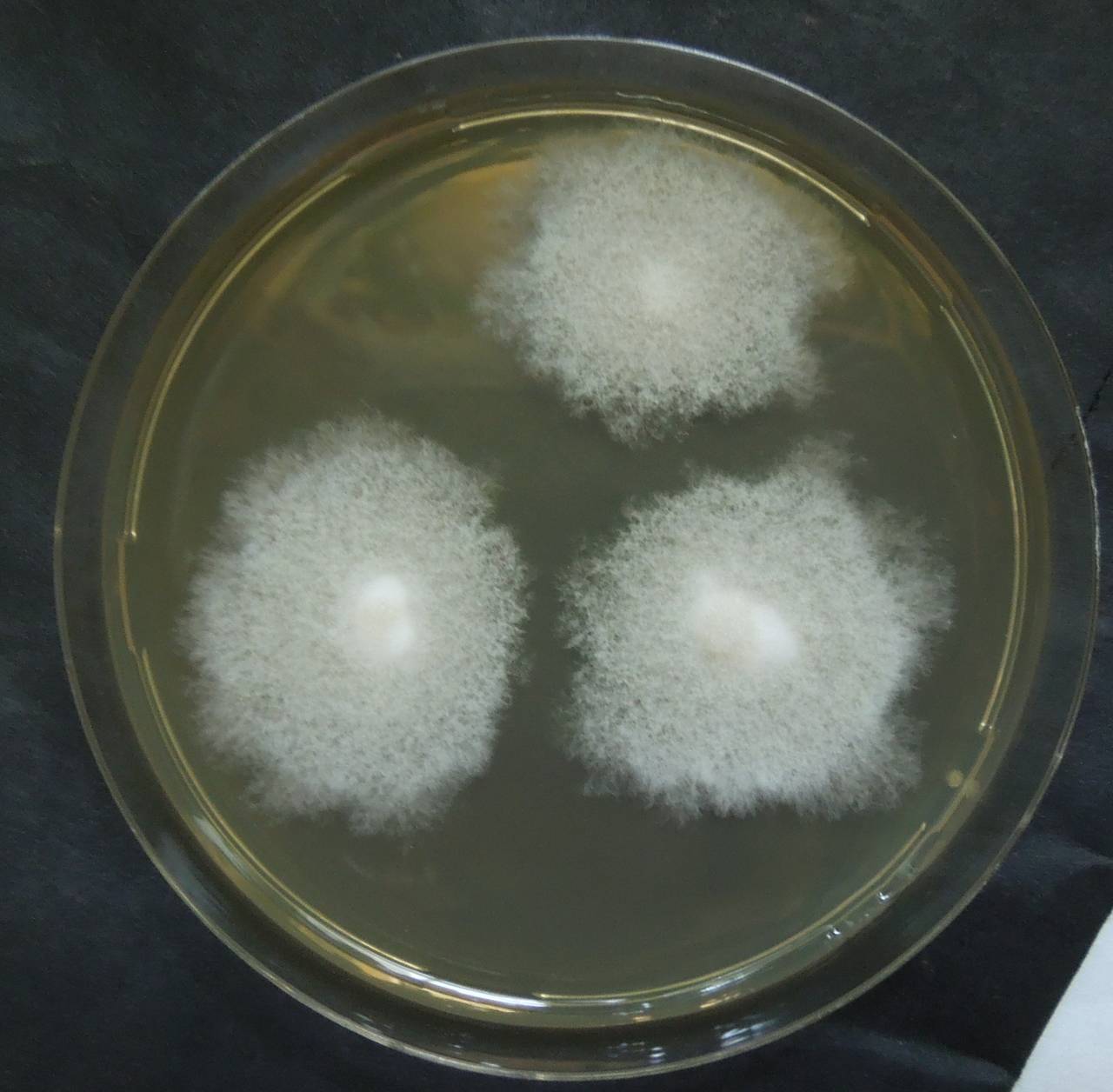 MSU_FS-01315 01, Район Бао Лам (Bảo Lâm district), Lâm Đồng province (Vietnam)