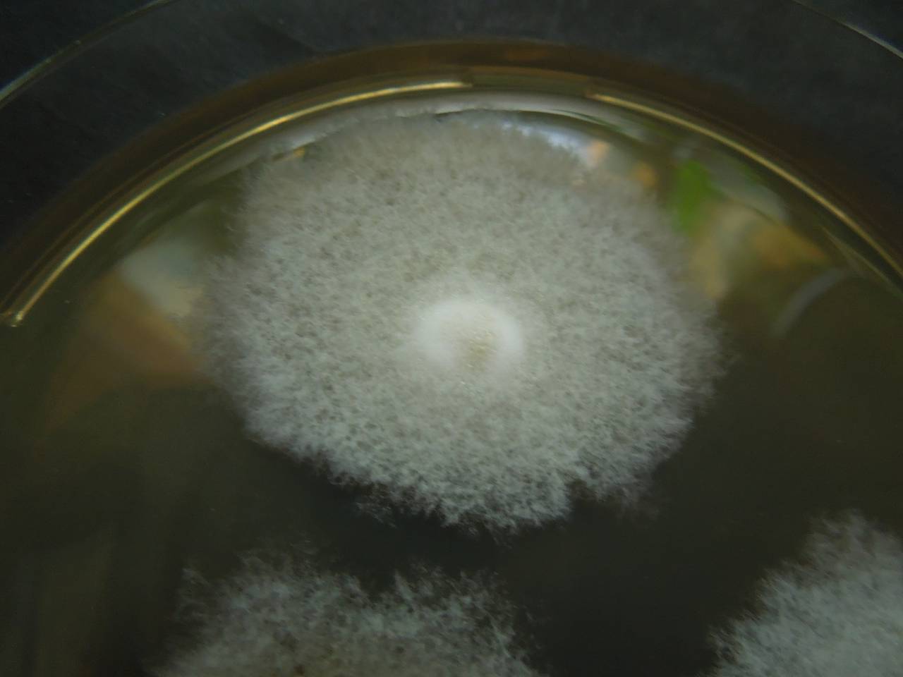 MSU_FS-01315 01, Район Бао Лам (Bảo Lâm district), Lâm Đồng province (Vietnam)