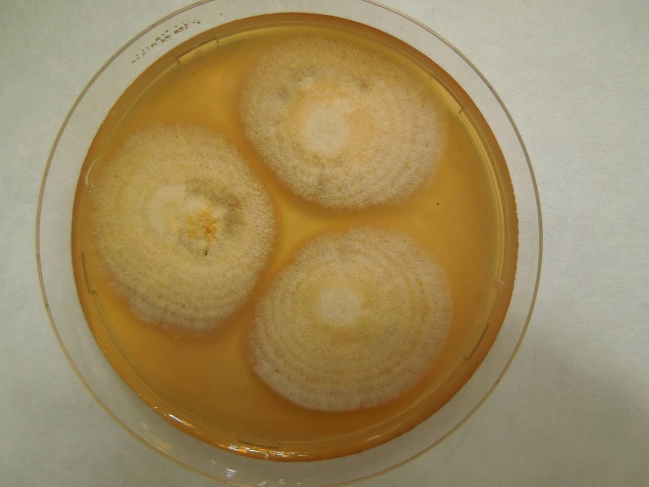 MSU_FS-01316 01, Район Лак (Lắk district), Đắk Lắk province (Vietnam)