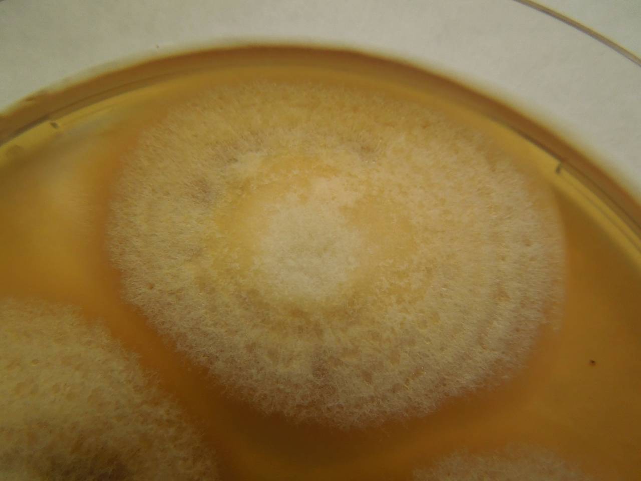 MSU_FS-01316 01, Район Лак (Lắk district), Đắk Lắk province (Vietnam)