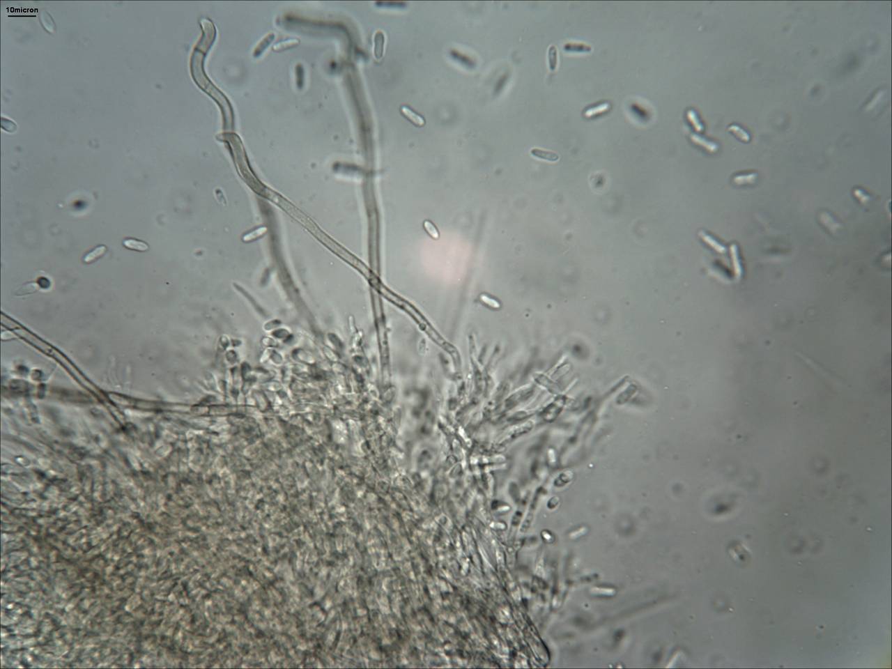 MSU_FS-01316 01, Район Лак (Lắk district), Đắk Lắk province (Vietnam)