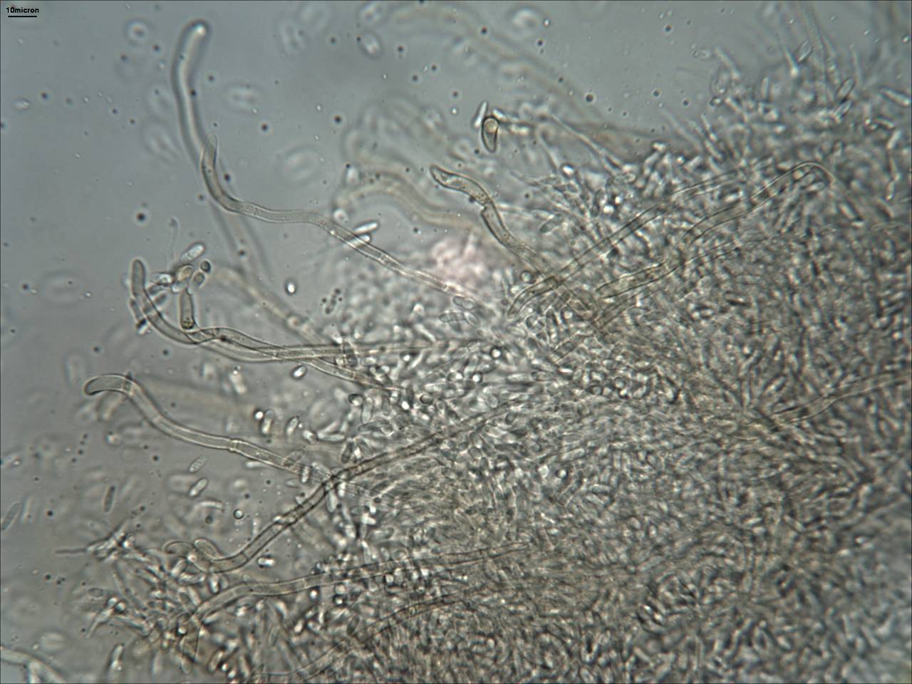 MSU_FS-01316 01, Район Лак (Lắk district), Đắk Lắk province (Vietnam)