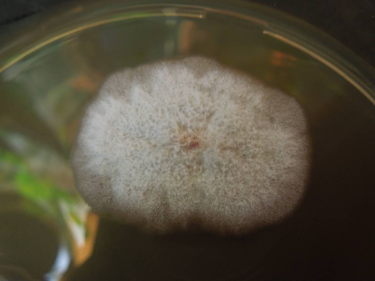 MSU_FS-01357 01, Район Бао Лам (Bảo Lâm district), Lâm Đồng province (Vietnam)