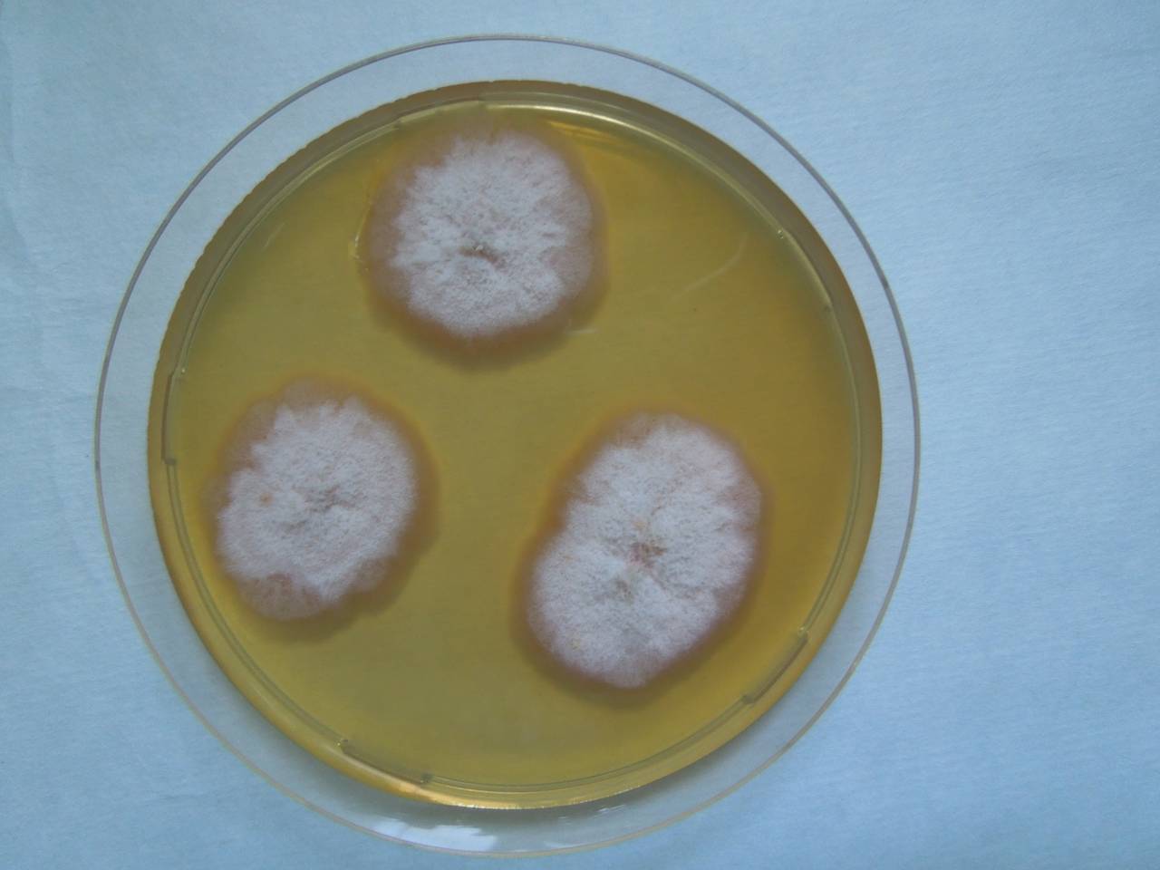 MSU_FS-01357 01, Район Бао Лам (Bảo Lâm district), Lâm Đồng province (Vietnam)