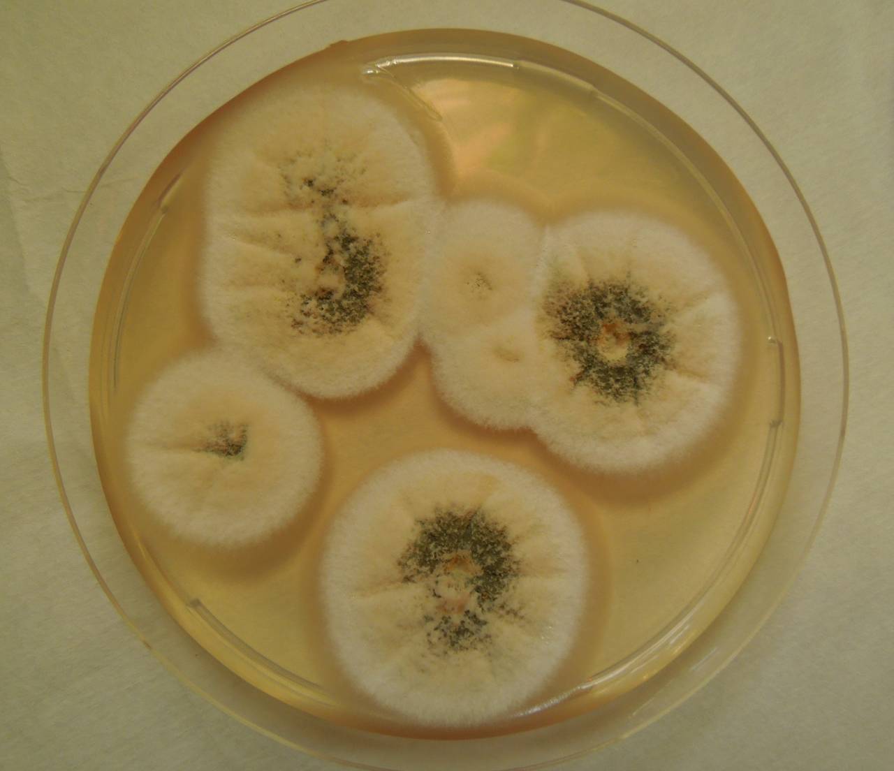 MSU_FS-01362 01, Район Лак (Lắk district), Đắk Lắk province (Vietnam)