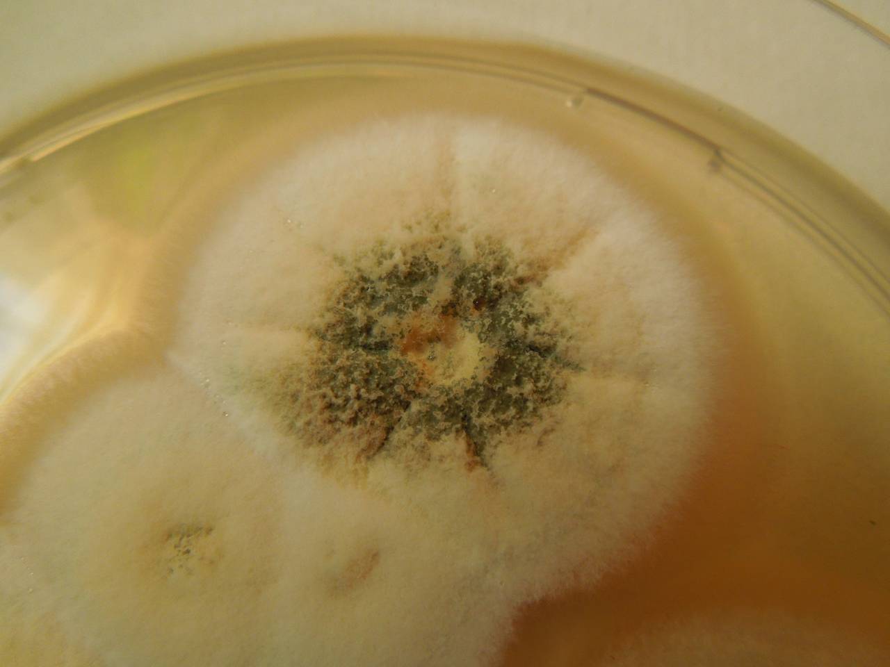 MSU_FS-01362 01, Район Лак (Lắk district), Đắk Lắk province (Vietnam)