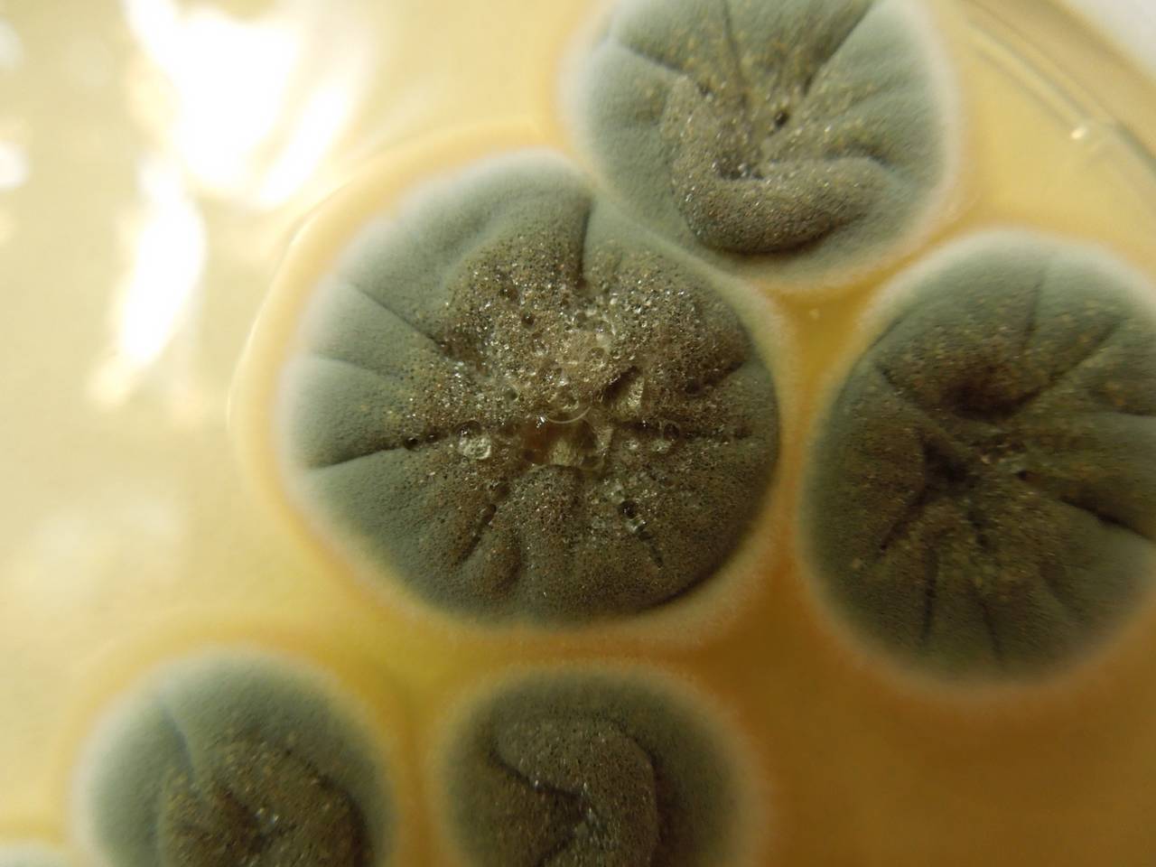 MSU_FS-01385 01, Район Лак (Lắk district), Đắk Lắk province (Vietnam)