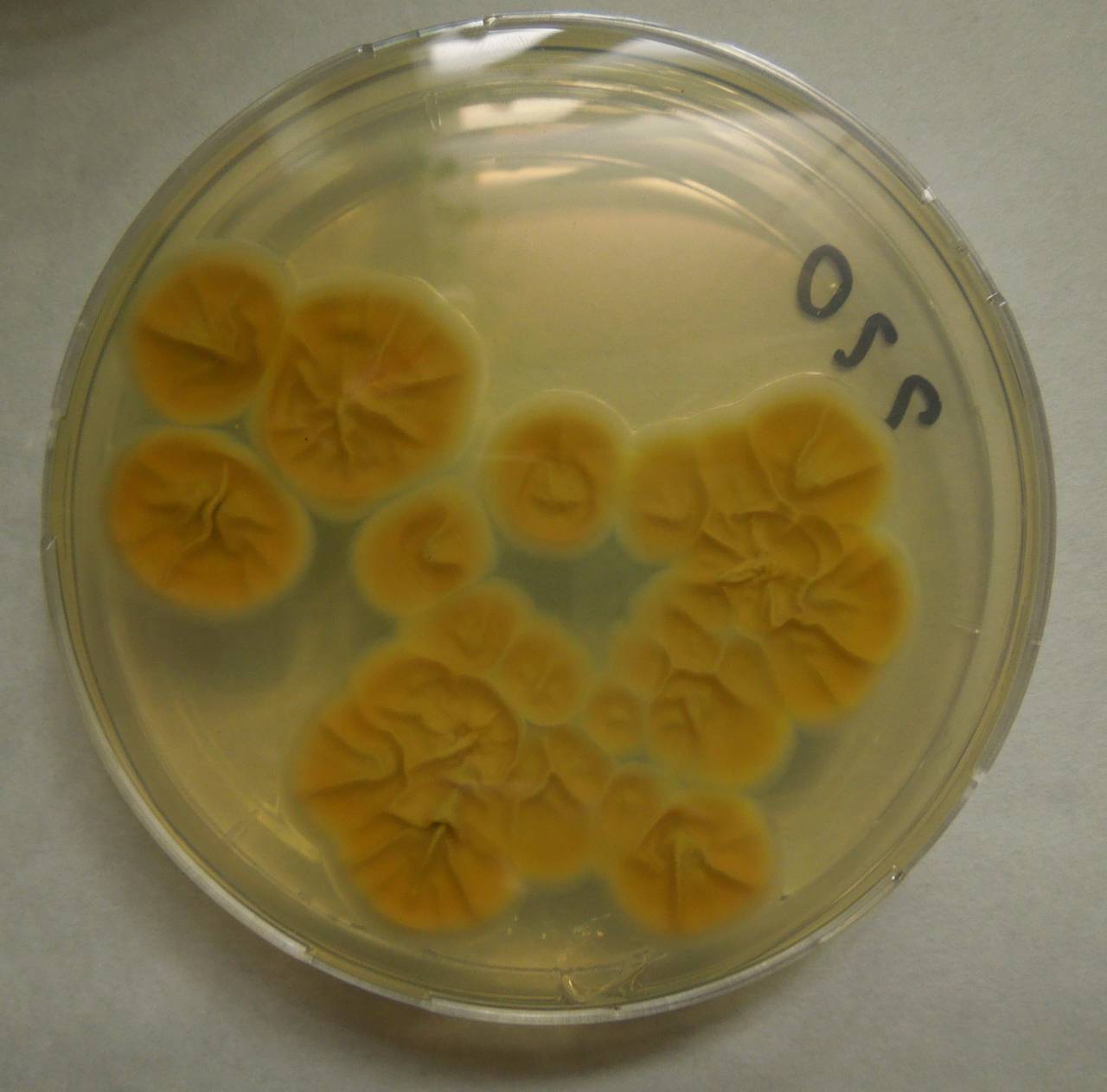 MSU_FS-01385 01, Район Лак (Lắk district), Đắk Lắk province (Vietnam)