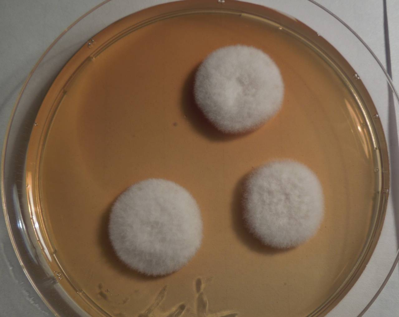 MSU_FS-01492 01, Район Тан Фу (Tân Phú districts), Đồng Nai province (Vietnam)