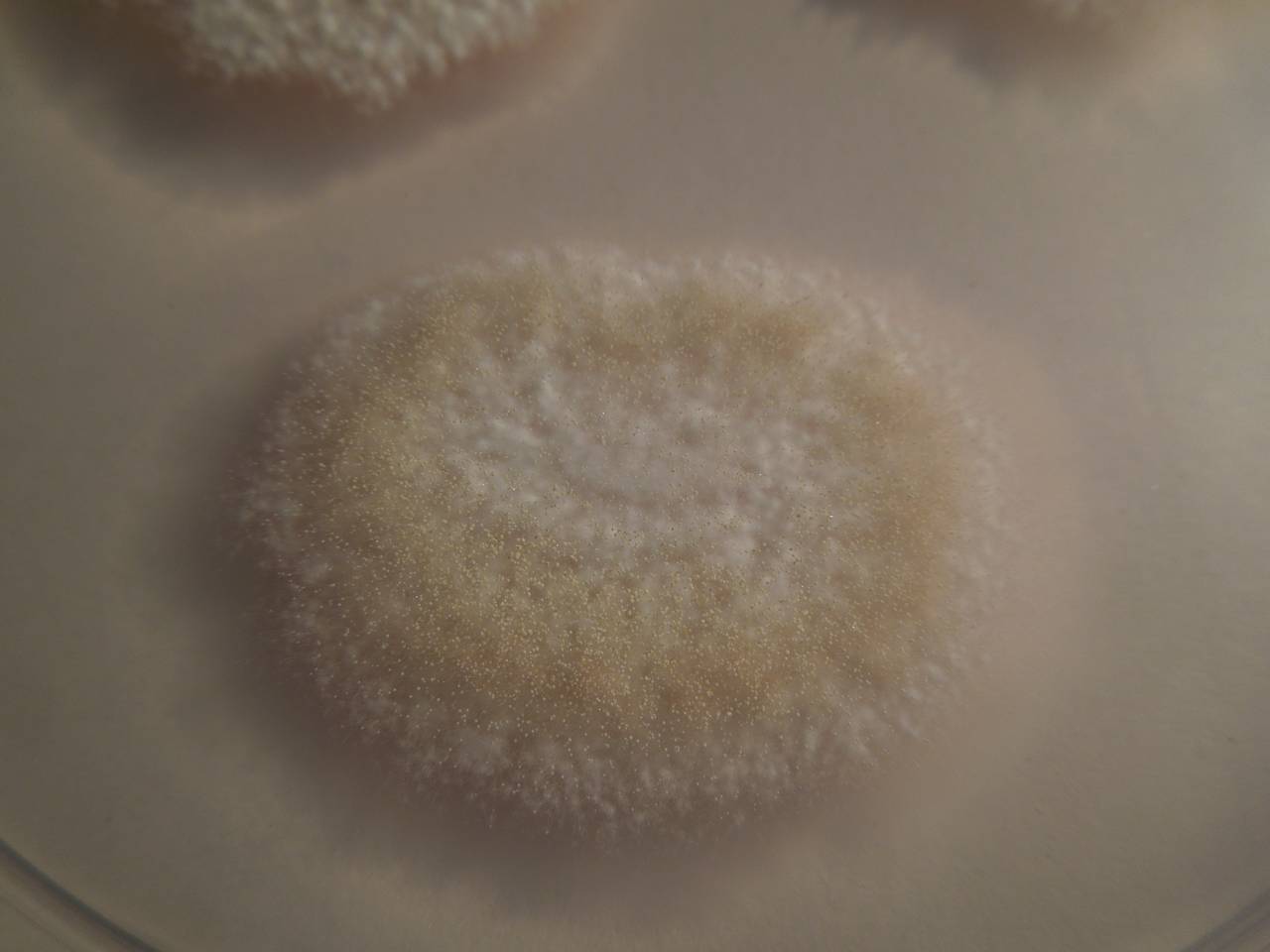 MSU_FS-01498 01, Район Тан Фу (Tân Phú districts), Đồng Nai province (Vietnam)