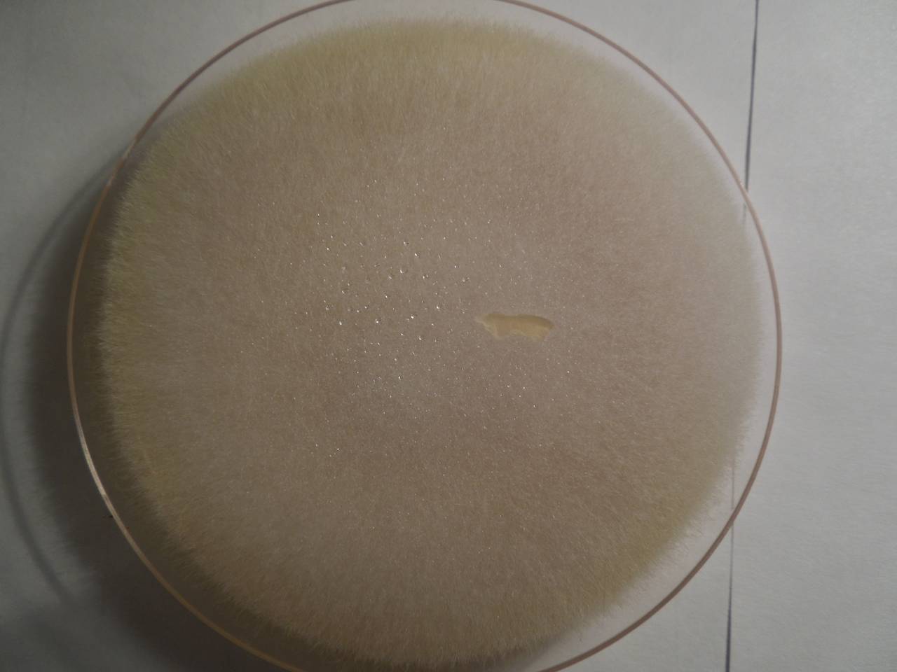 MSU_FS-01506, Район Тан Фу (Tân Phú districts), Đồng Nai province (Vietnam)