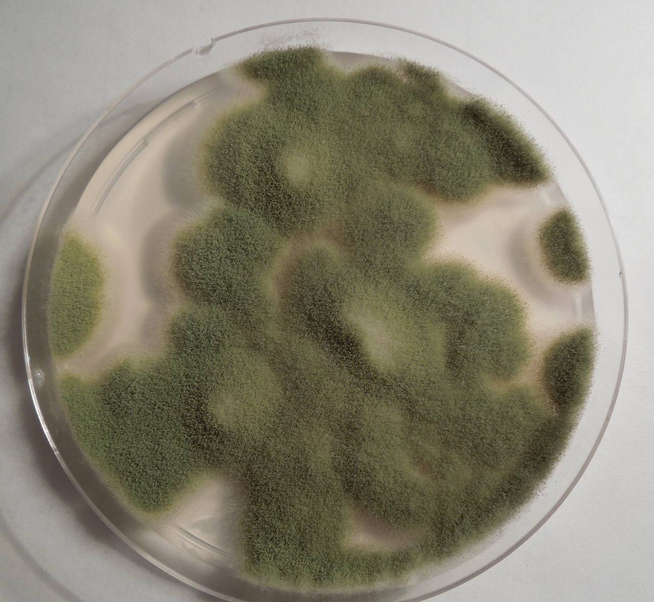 MSU_FS-01508, Район Тан Фу (Tân Phú districts), Đồng Nai province (Vietnam)