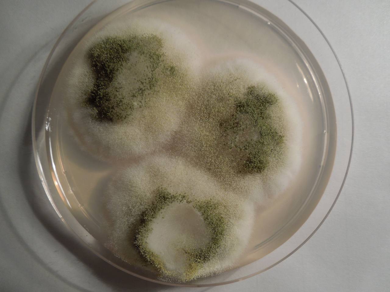 MSU_FS-01509, Район Тан Фу (Tân Phú districts), Đồng Nai province (Vietnam)