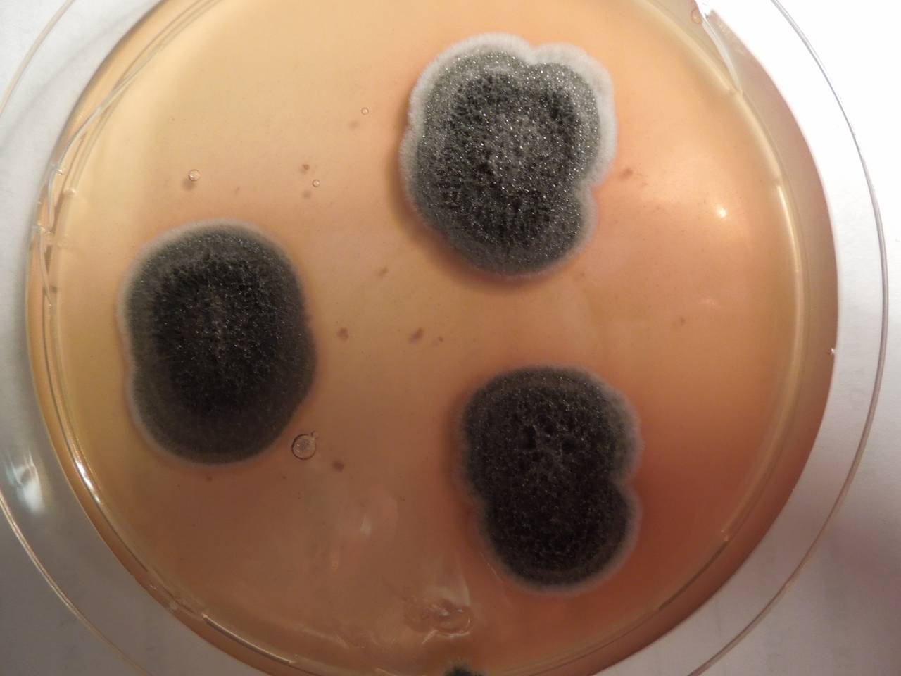 MSU_FS-01550 01, Район Тан Фу (Tân Phú districts), Đồng Nai province (Vietnam)