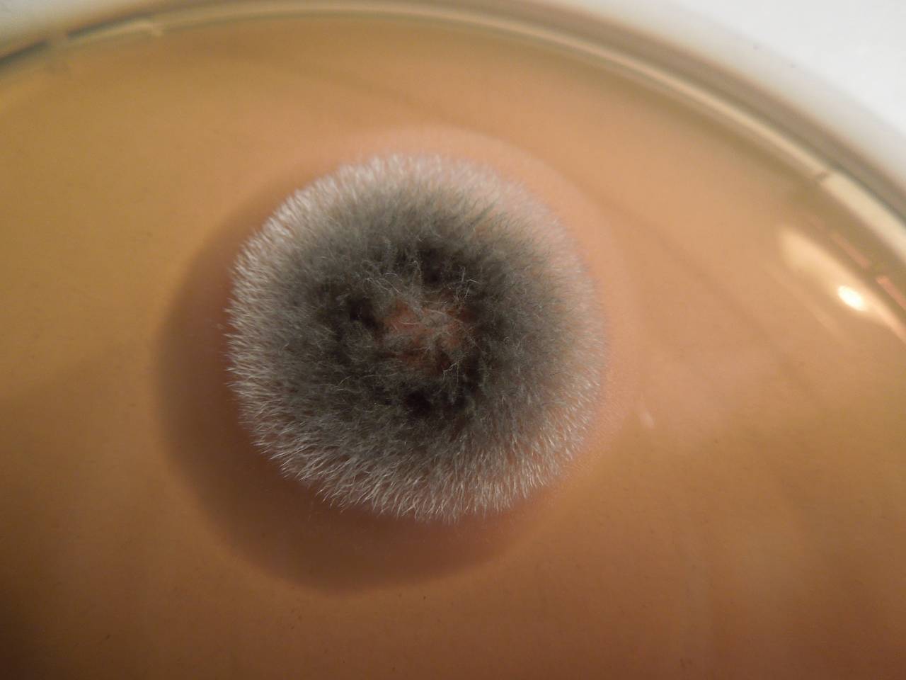 MSU_FS-01550 01, Район Тан Фу (Tân Phú districts), Đồng Nai province (Vietnam)