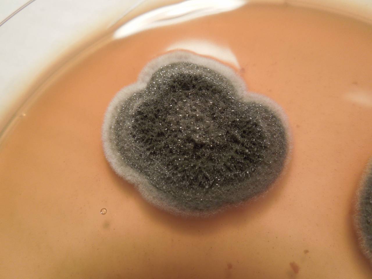 MSU_FS-01550 01, Район Тан Фу (Tân Phú districts), Đồng Nai province (Vietnam)