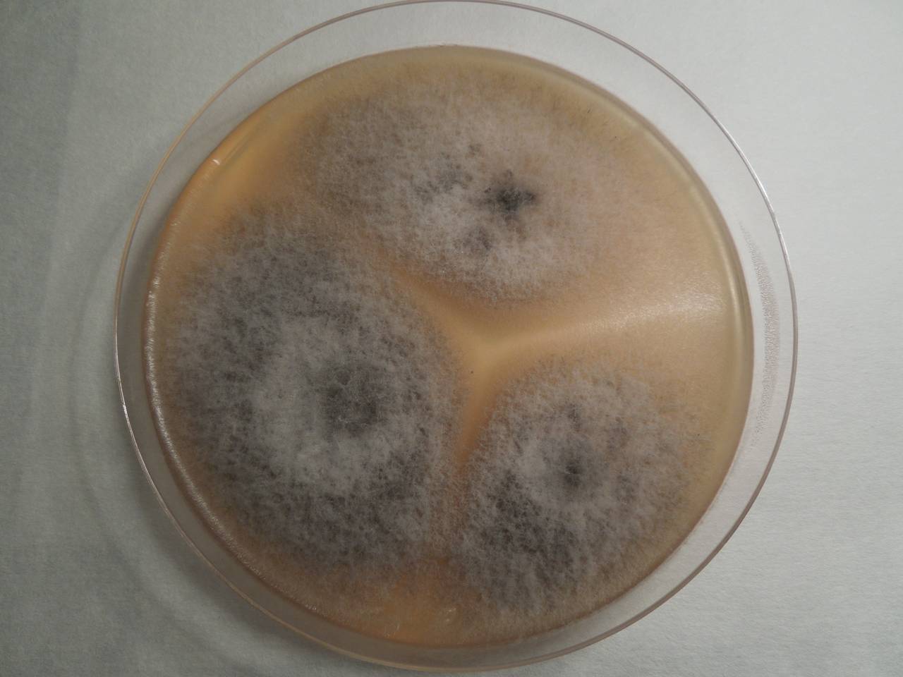 MSU_FS-01551 01, Район Тан Фу (Tân Phú districts), Đồng Nai province (Vietnam)