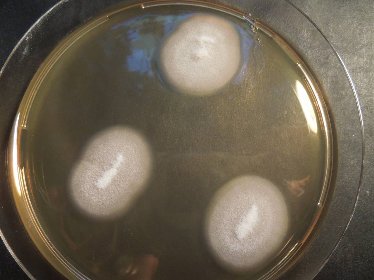 MSU_FS-01552 01, Район Тан Фу (Tân Phú districts), Đồng Nai province (Vietnam)