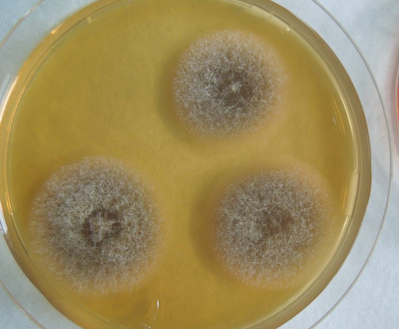 MSU_FS-01579 01, Район Винь Куу (Vĩnh Cửu districts), Đồng Nai province (Vietnam)