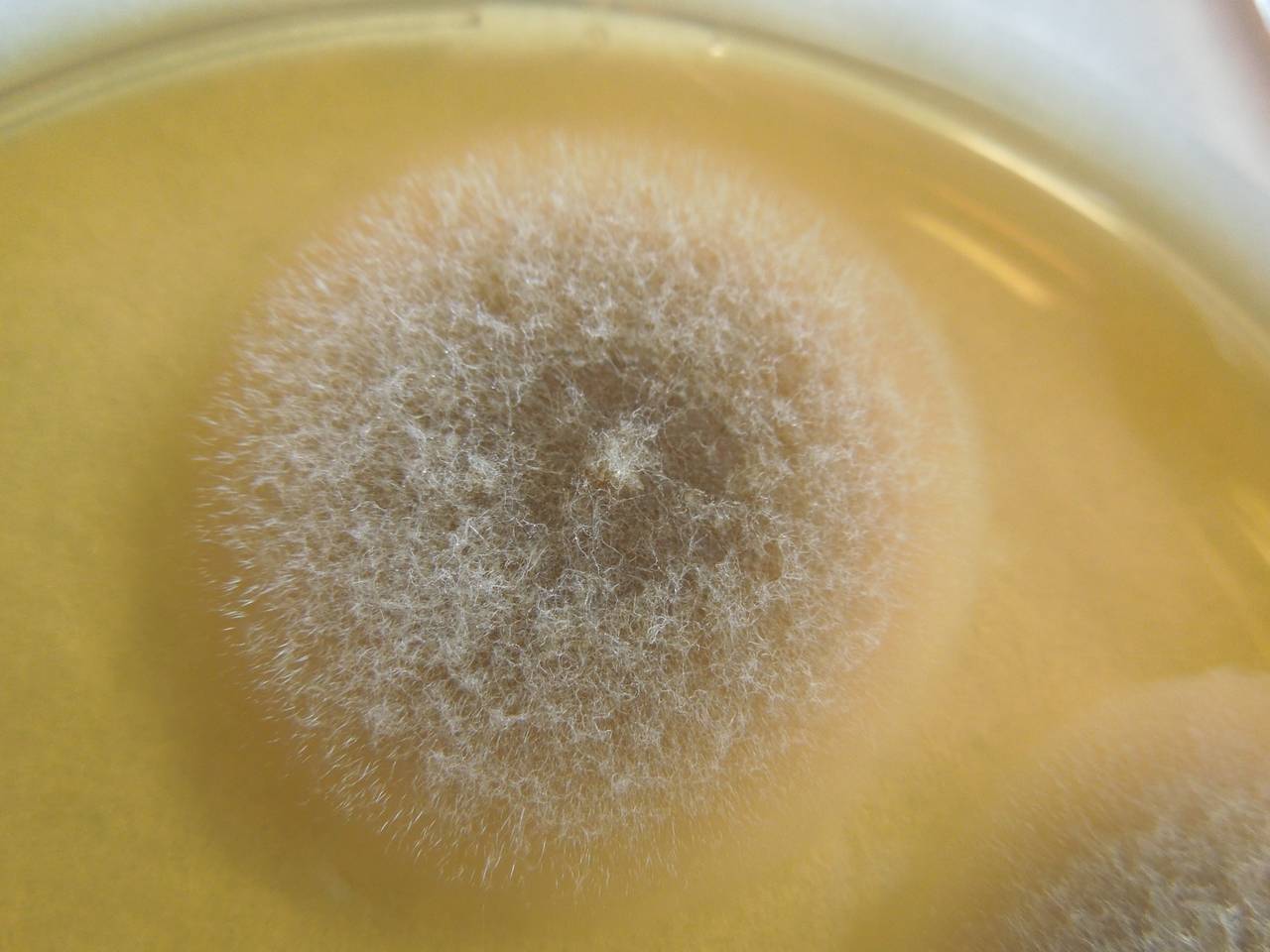 MSU_FS-01579 01, Район Винь Куу (Vĩnh Cửu districts), Đồng Nai province (Vietnam)