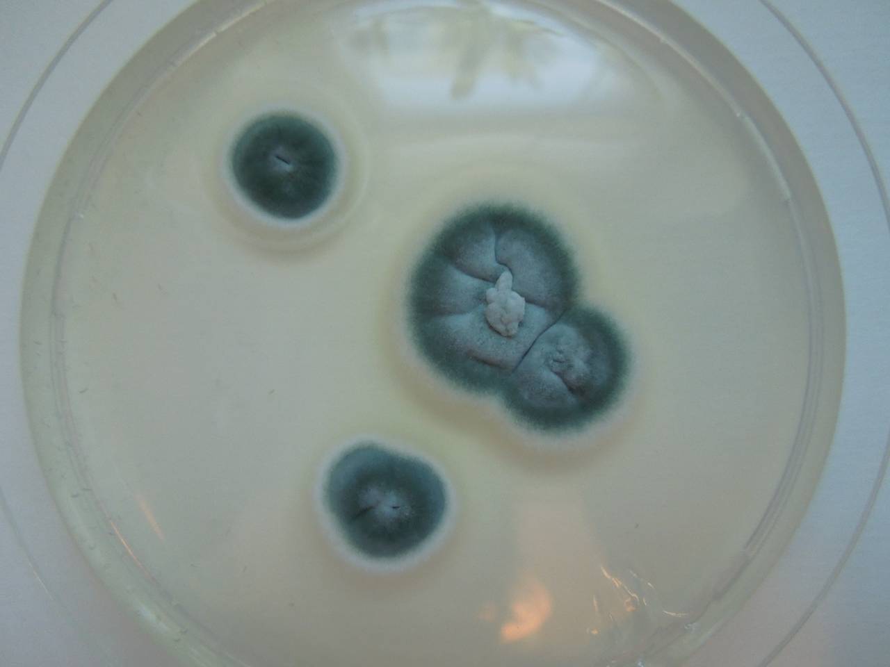 MSU_FS-01601, Район Лак Дыонг (Lạc Dương district), Lâm Đồng province (Vietnam)