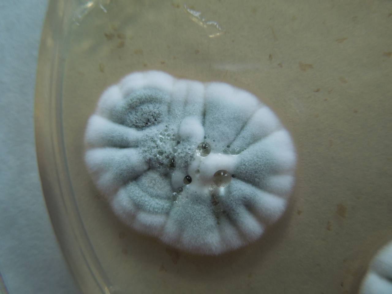 MSU_FS-01602 01, Район Тан Фу (Tân Phú districts), Đồng Nai province (Vietnam)