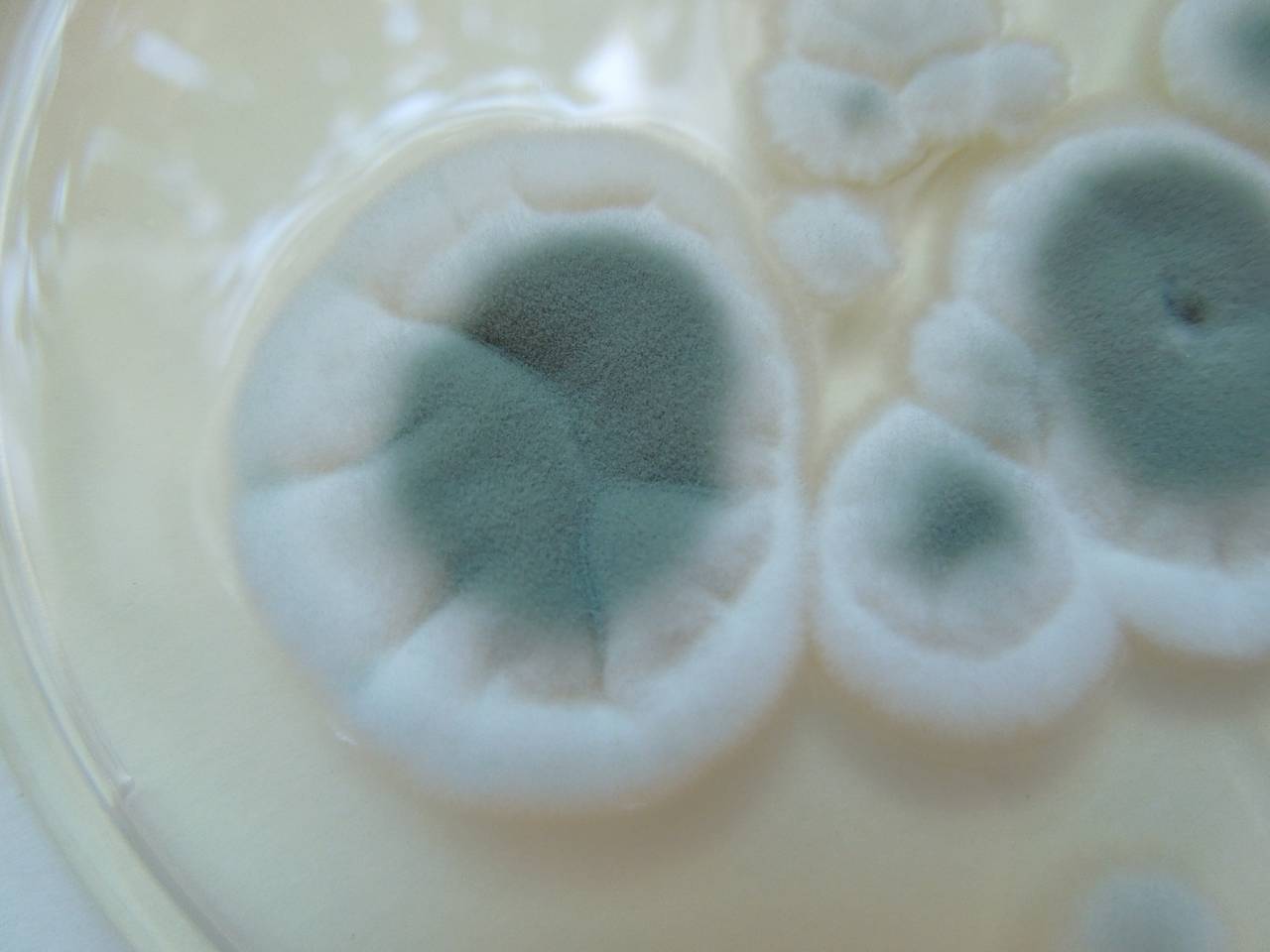 MSU_FS-01605, Район Тан Фу (Tân Phú districts), Đồng Nai province (Vietnam)