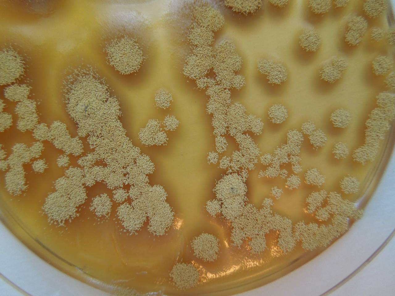 MSU_FS-01613, Район Тан Фу (Tân Phú districts), Đồng Nai province (Vietnam)