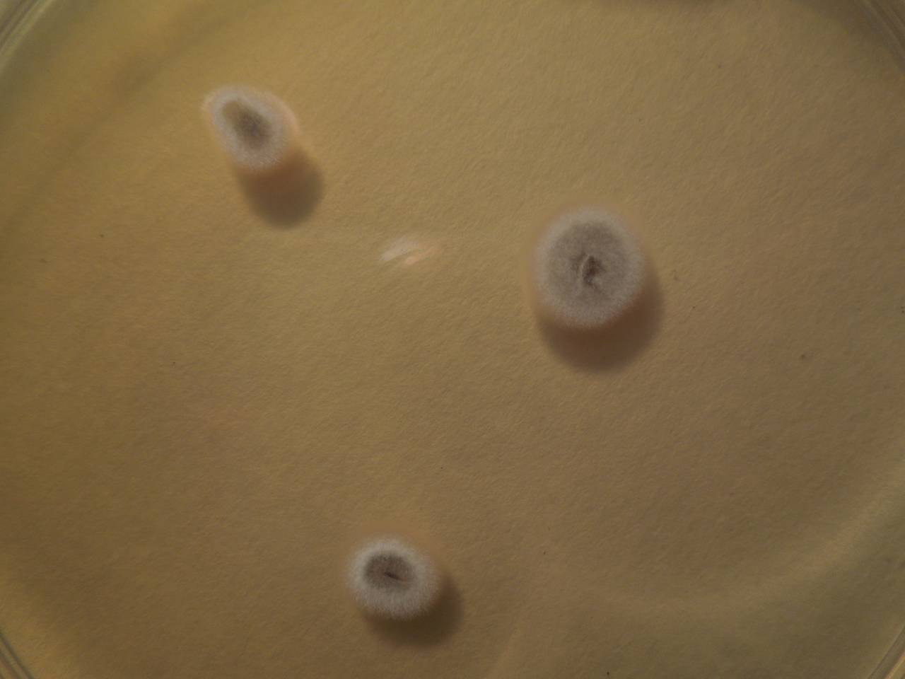 MSU_FS-01623, Район Тан Фу (Tân Phú districts), Đồng Nai province (Vietnam)