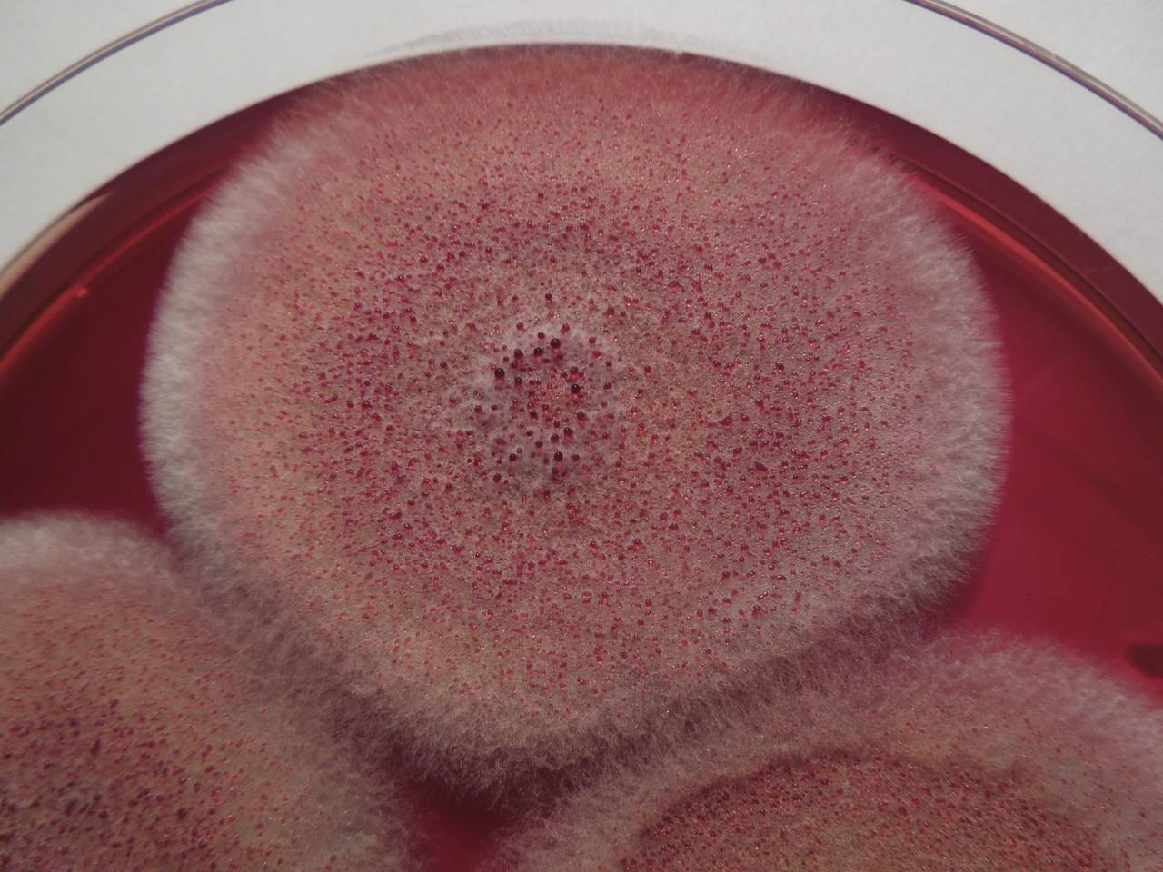 MSU_FS-01625 01, Район Тан Фу (Tân Phú districts), Đồng Nai province (Vietnam)